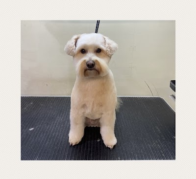 Photo associated with BarkDrive Dog Grooming & Spa