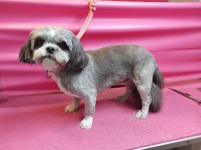 Photo associated with Shampooch Mobile Dog Grooming