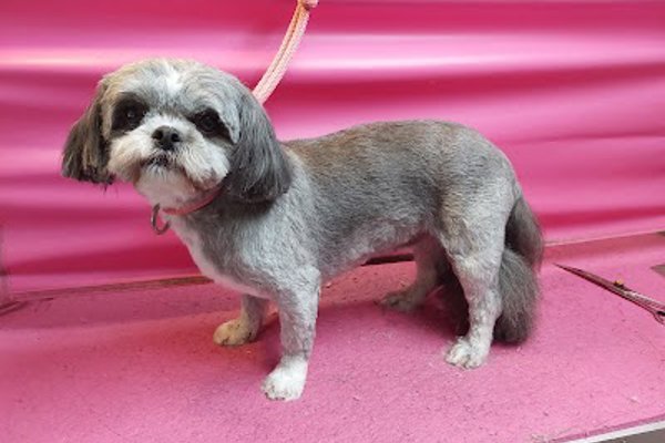 Photo associated with Shampooch Mobile Dog Grooming