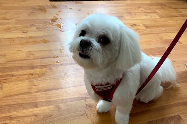 Photo associated with Pawsh paws