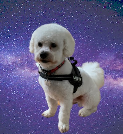 Photo associated with Pawsh paws