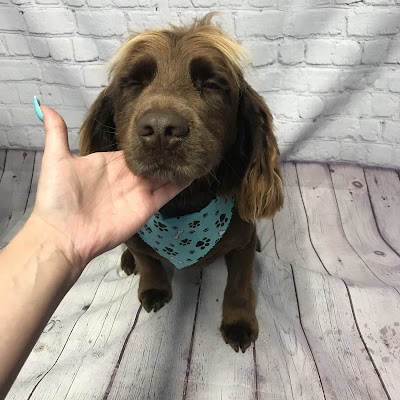Photo associated with Bark & Bubbles Dog Groomers Middlesbrough