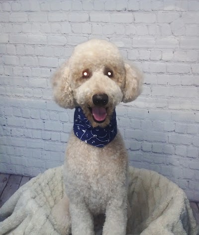 Photo associated with Bark & Bubbles Dog Groomers Middlesbrough