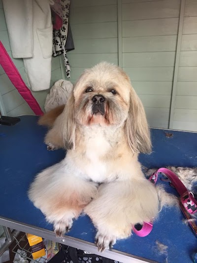 Photo associated with Majobi Dog Groomers & Spa York