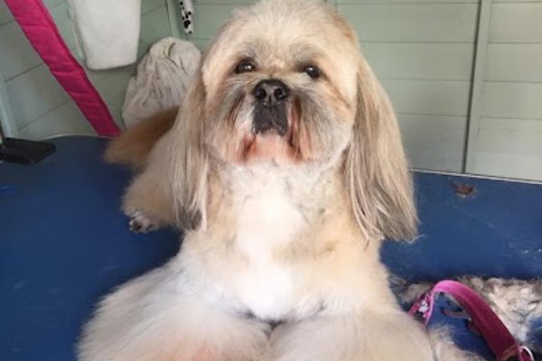 Photo associated with Majobi Dog Groomers & Spa York