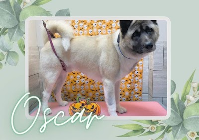 Photo associated with Majobi Dog Groomers & Spa York