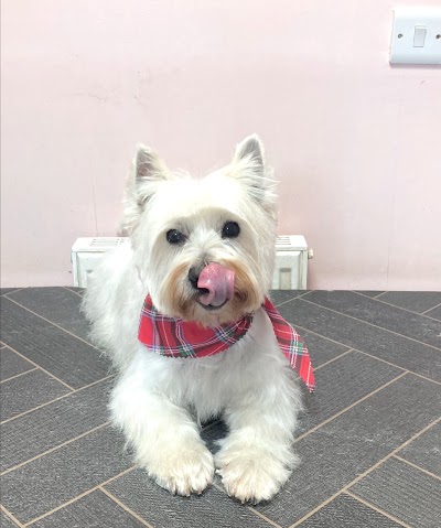 Photo associated with Majobi Dog Groomers & Spa York