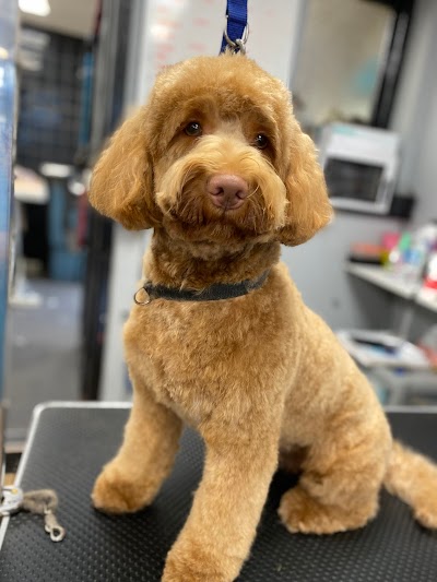 Photo associated with Groomingtails pet spa/Brockmoor Brierley Hill
