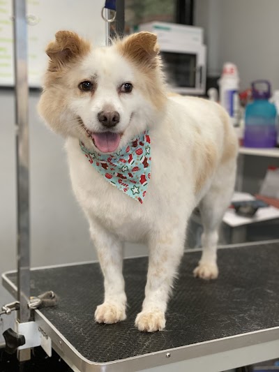 Photo associated with Groomingtails pet spa/Brockmoor Brierley Hill