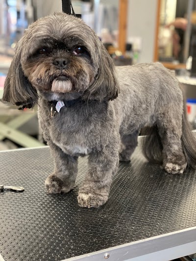 Photo associated with Groomingtails pet spa/Brockmoor Brierley Hill