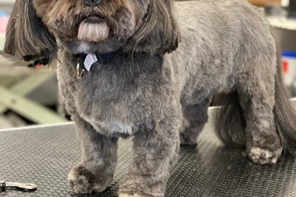 Photo associated with Groomingtails pet spa/Brockmoor Brierley Hill
