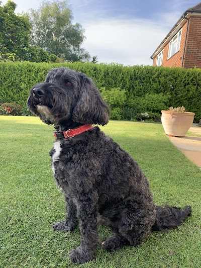 Photo associated with Southborough Pet Groomers