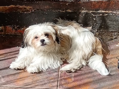 Photo associated with Southborough Pet Groomers