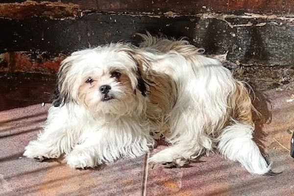 Photo associated with Southborough Pet Groomers