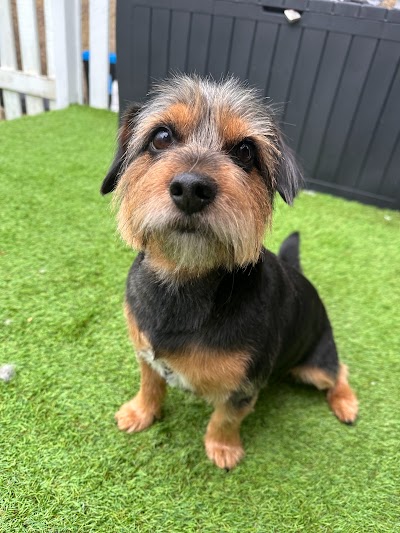Photo associated with Dapper Dogs Of Perth