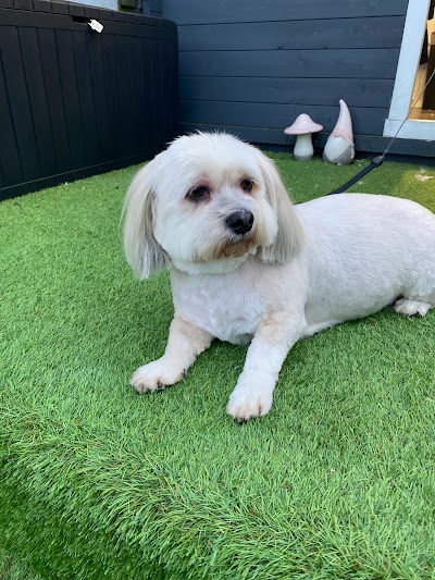 Photo associated with Dapper Dogs Of Perth