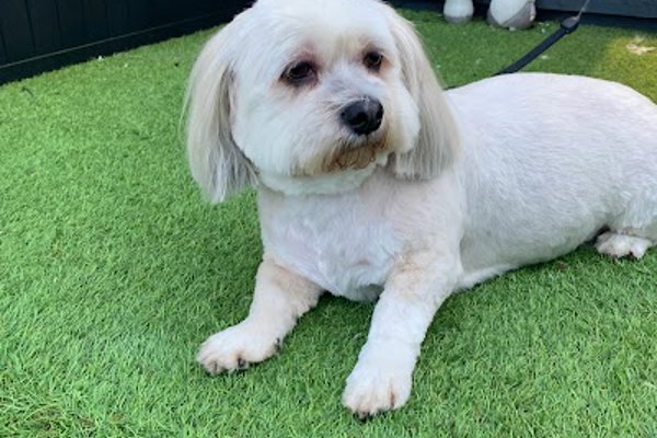 Photo associated with Dapper Dogs Of Perth