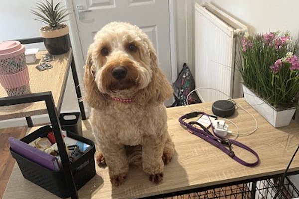 Photo associated with Garden lane Dog Groomers