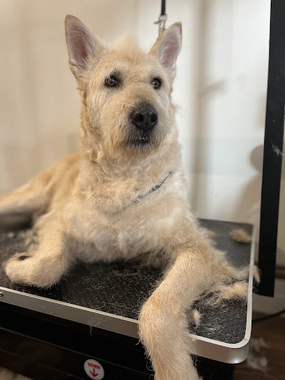 Photo associated with Garden lane Dog Groomers
