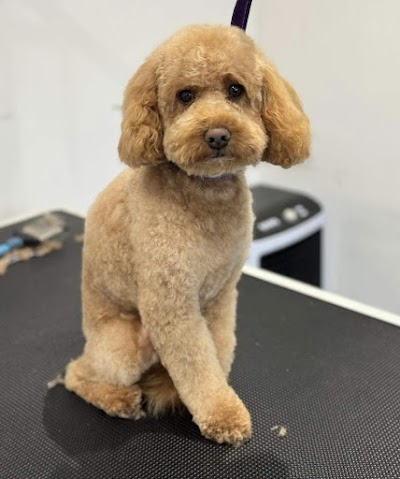 Photo associated with Kazumi Dog Grooming