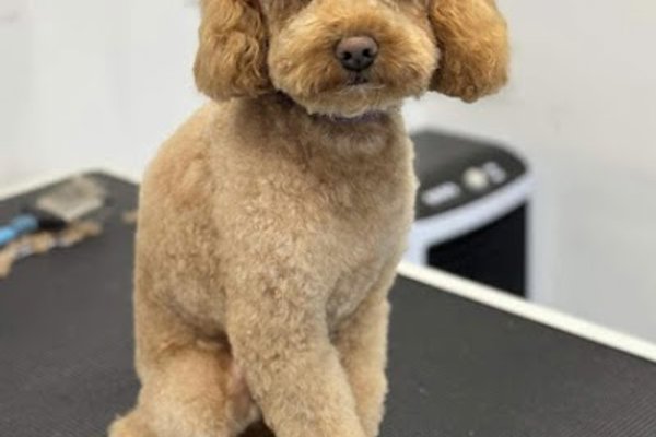 Photo associated with Kazumi Dog Grooming