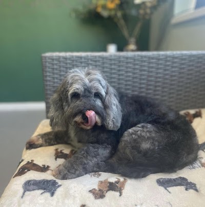 Photo associated with Kazumi Dog Grooming