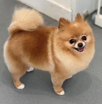 Photo associated with Kazumi Dog Grooming