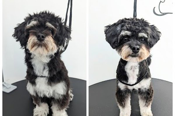Photo associated with Cammy's Grooming & Spa