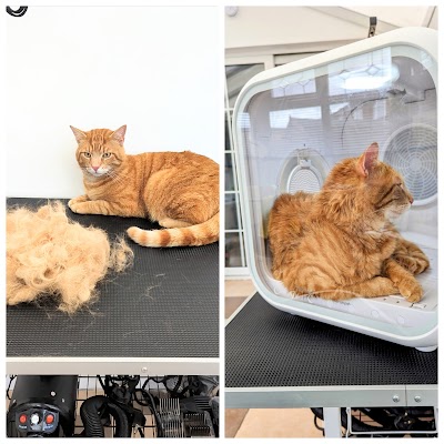 Photo associated with Cammy's Grooming & Spa