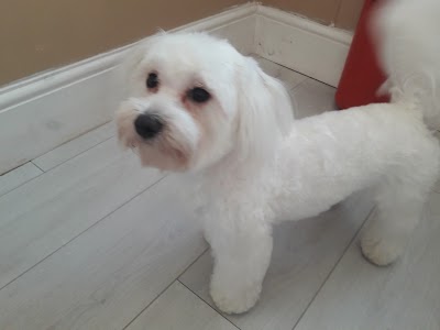 Photo associated with Max & Mabel's Ltd (was Grooms by Ariane)
