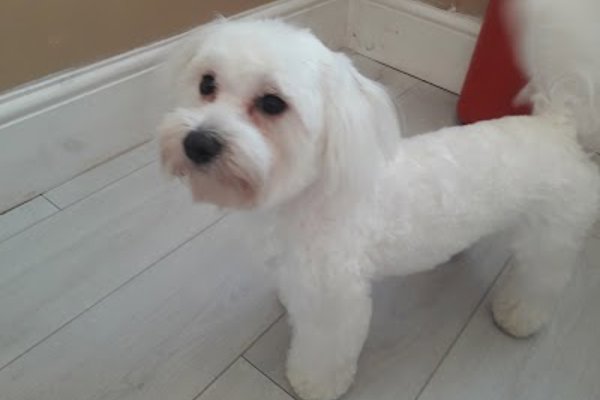Photo associated with Max & Mabel's Ltd (was Grooms by Ariane)