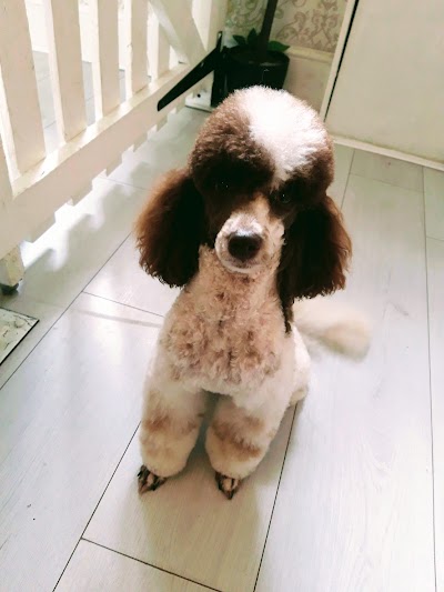 Photo associated with Max & Mabel's Ltd (was Grooms by Ariane)