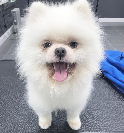 Photo associated with Manchester Dog Groomers