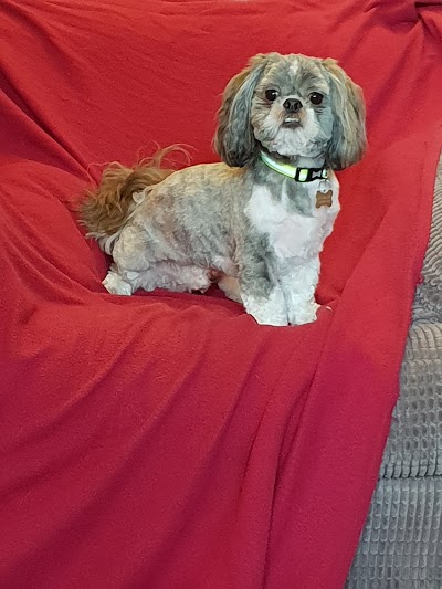 Photo associated with Adorable Dogs