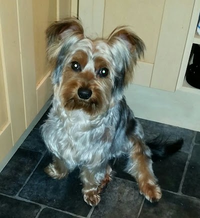 Photo associated with Adorable Dogs