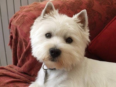 Photo associated with Adorable Dogs