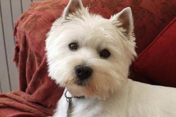 Photo associated with Adorable Dogs