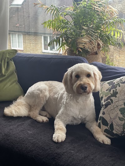 Photo associated with Ayla's Pet Groomers