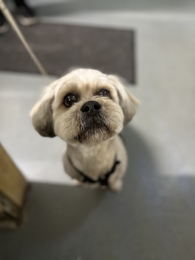 Photo associated with Bespoke Dog Grooming
