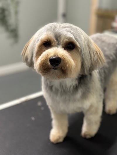 Photo associated with Bespoke Dog Grooming