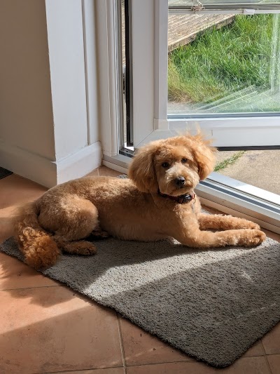 Photo associated with Smarty Paws