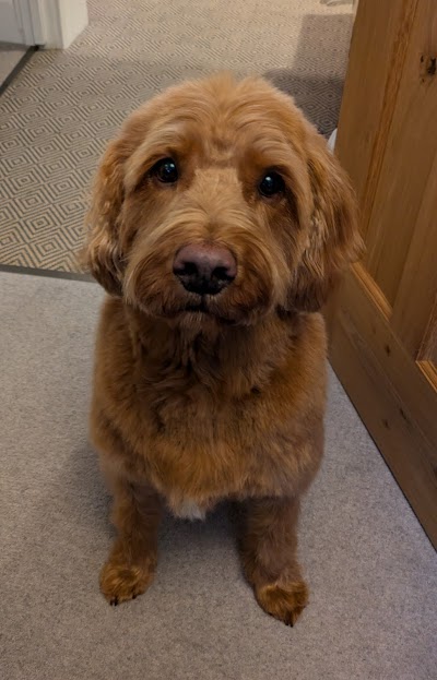 Photo associated with Curracloe Dog Grooming Salon, Ealing, West London
