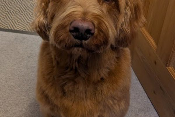 Photo associated with Curracloe Dog Grooming Salon, Ealing, West London