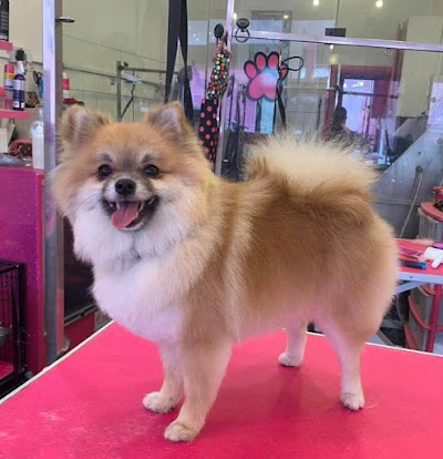 Photo associated with Curracloe Dog Grooming Salon, Ealing, West London