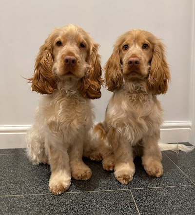 Photo associated with Bobby Dazzlers Dog Grooming