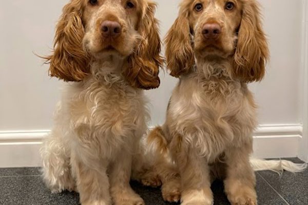 Photo associated with Bobby Dazzlers Dog Grooming