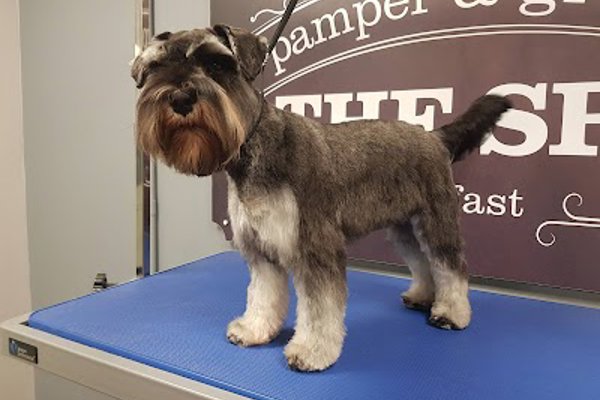 Photo associated with Dog Grooming - The Spa Belfast Pamper & Groom