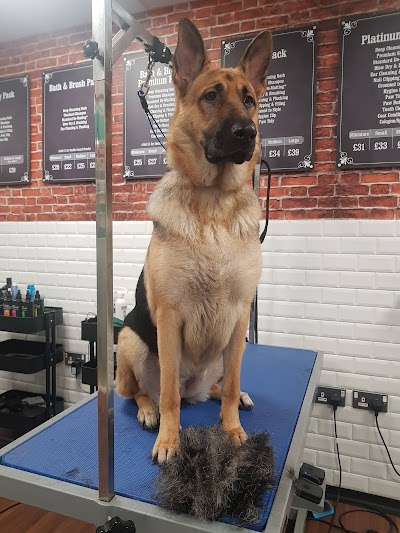 Photo associated with Dog Grooming - The Spa Belfast Pamper & Groom