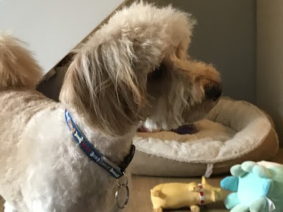 Photo associated with Best Buddy Dog Groomers Burntwood - Dog Grooming Burntwood