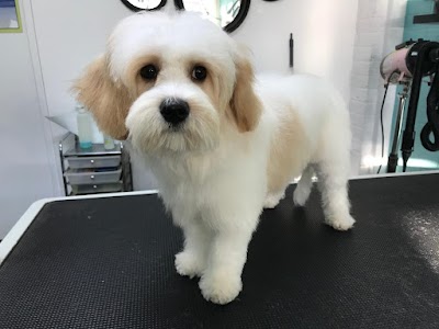 Photo associated with Best Buddy Dog Groomers Burntwood - Dog Grooming Burntwood